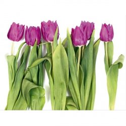 Fotomural Violet Tulips Big
