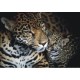 Fotomural LEOPARDS-2866