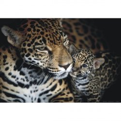 Fotomural LEOPARDS-2866