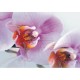 Fotomural PINK ORCHID-2867