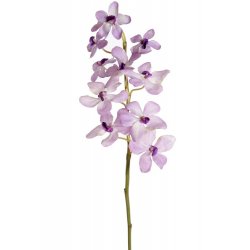 Vanda Orquídea confeti
