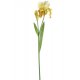 Tallo Iris