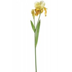 Tallo Iris