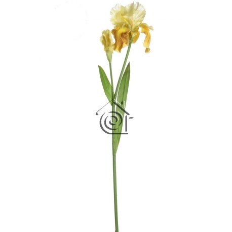 Tallo Iris