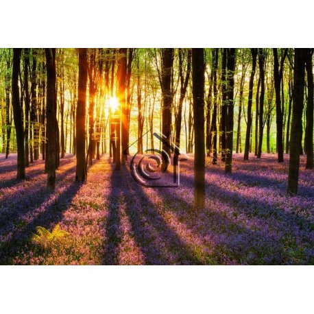 Fotomural Woodland At Dawn