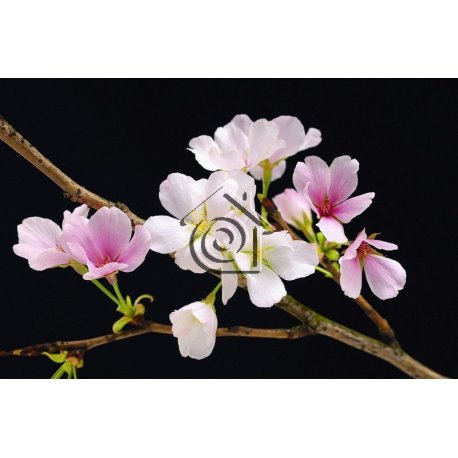Fotomural Cherry Blossoms 00627