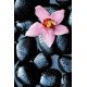 Fotomural Stone Orchid 00666