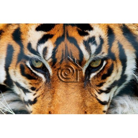 Fotomural Tiger 00608