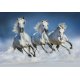 Fotomural Arabian Horses 00162