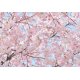 Fotomural Pink Blossoms 00155