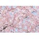 Fotomural Pink Blossoms 00155