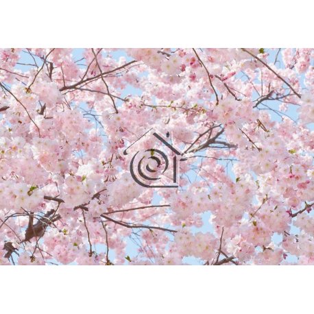 Fotomural Pink Blossoms 00155