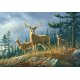 Fotomural Autumn Whitetails 00151