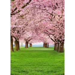 Fotomural Cherry Trees 00385