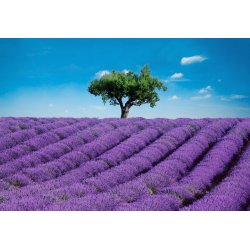 Fotomural Provence 00144