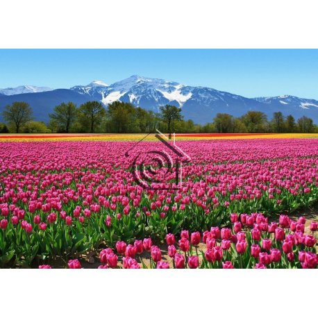 Fotomural Tulips 00137