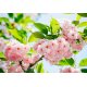 Fotomural Sakura Blossom 00133