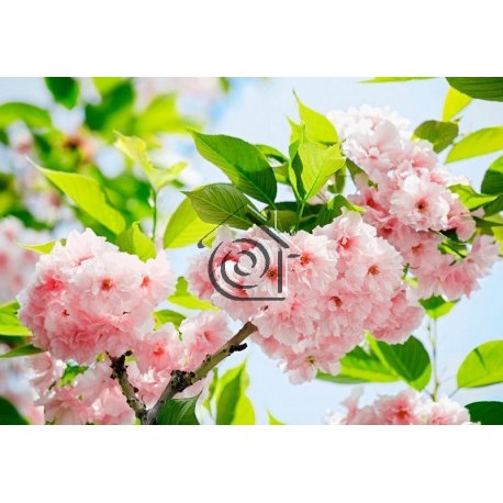 Fotomural Sakura Blossom 00133