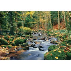 Fotomural Forest Stream 00278