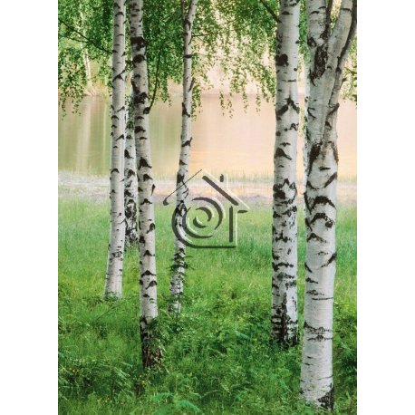 Fotomural Nordic Forest 00381