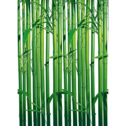 Fotomural Bamboo 00421
