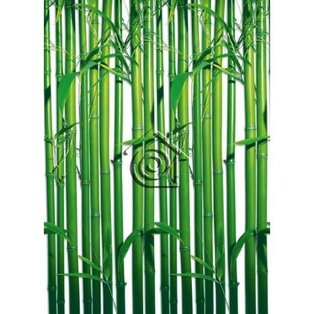 Fotomural Bamboo 00421