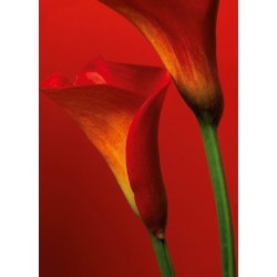 Fotomural Red Calla Lilies 00406