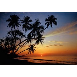 Fotomural Tropical Sunset 97218