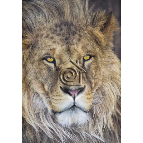 Fotomural Lion 1-619