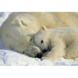 Fotomural Polar Bears 1-605