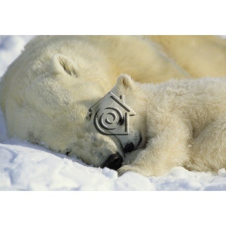 Fotomural Polar Bears 1-605