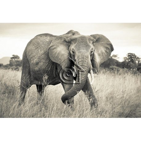 Fotomural Elephant XXL4-529
