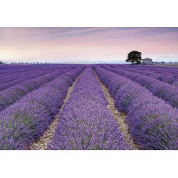 Fotomural Provence XXL4-036