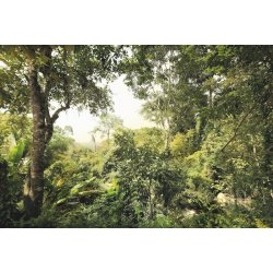 Fotomural Dschungel XXL4-024