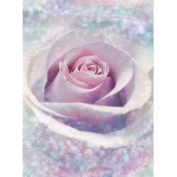 Fotomural Delicate Rose XXL2-020