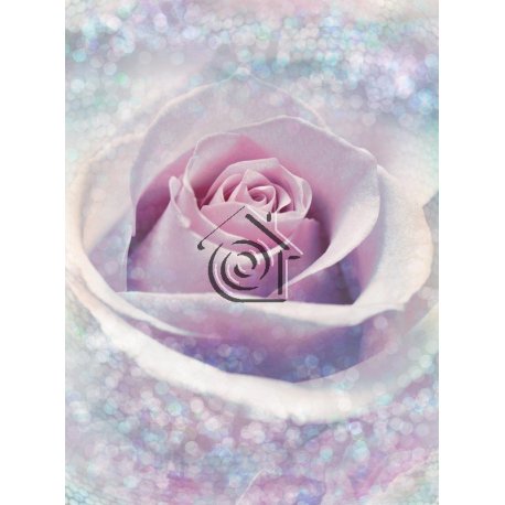 Fotomural Delicate Rose XXL2-020