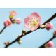 Fotomural Peach Blossom