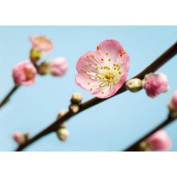 Fotomural Peach Blossom