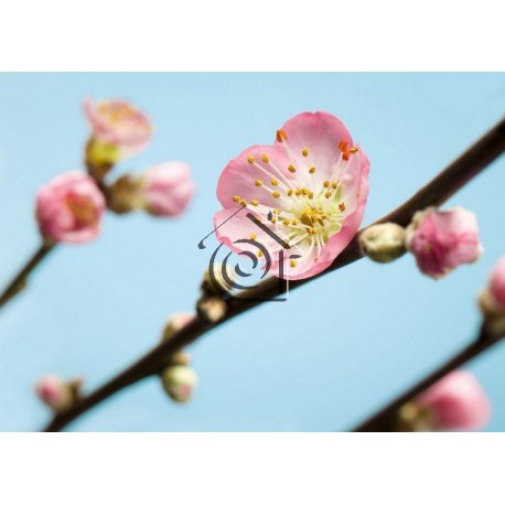 Fotomural Peach Blossom