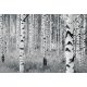 Fotomural Woods V8-724