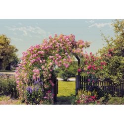 Fotomural Rose Garden 8-936