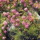 Fotomural Rose Garden 8-936