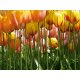 Fotomural Tulip Big FT-0045