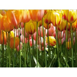 Fotomural Tulip Big FT-0045