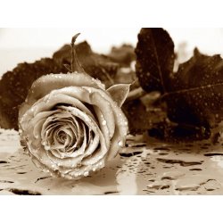 Fotomural Black And White Rose FT-0086