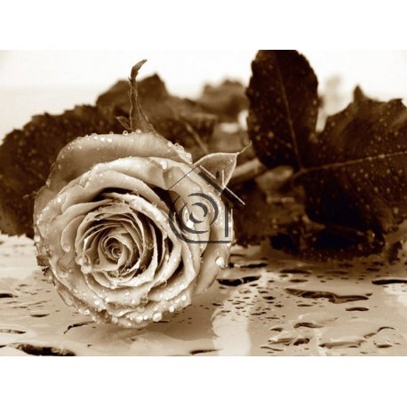 Fotomural Black And White Rose FT-0086
