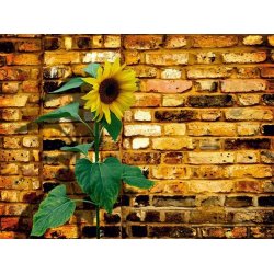 Fotomural Sunflower On Bricks FT-0071