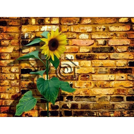Fotomural Sunflower On Bricks FT-0071