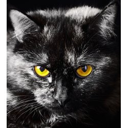 Fotomural Black Cat FTL-1605