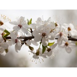 Fotomural Apple Tree (Spring) FT-1429